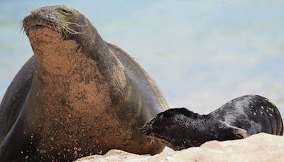 Monk seal pup born at Sand Island will be relocated