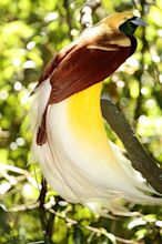 10 Amazingly Colourful Birds of Paradise - Owlcation