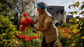 Nina Mikolaia mima los tulipanes rojos del patio de su casa bombardeada