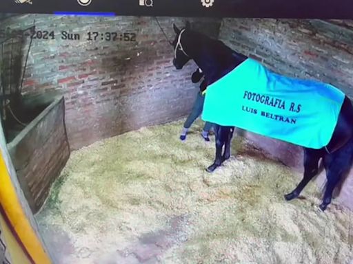 Un jockey mató a un caballo pura sangre al que cuidaba: las escalofriantes imágenes | Policiales