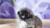 Pekingese Puppies: Cute Pictures and Facts