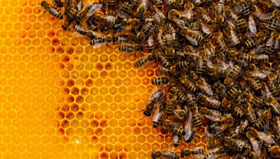 Beekeepers develop surprisingly simple solution to fight major invasive species wreaking havoc on hives: 'Its effectiveness was staggering'