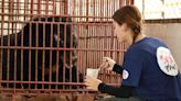 Bear Kept in Tiny Indoor Cage Sees the Outdoors for the First Time in 20 Years During His Rescue