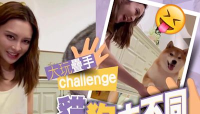 張曦雯潮玩寵物疊手challenge 慘食愛貓檸檬