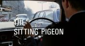 2. The Sitting Pigeon