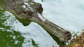 Mumbai Society Residents' Early Morning Shock As They Spot 9-Foot-Long Crocodile