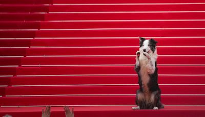 Messi the dog delights Cannes red carpet with tricks