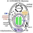 Myzozoa