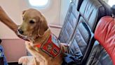 These Heroic Dogs Were Treated to First-class Seats on Turkish Airlines for Helping With Turkey's Earthquake Recovery Efforts — See the Photos