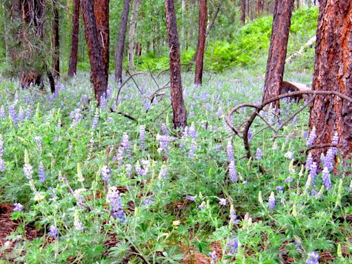 Grand Canyon North Rim 2024 season: Opening date for hiking, amenities, lodging and rides