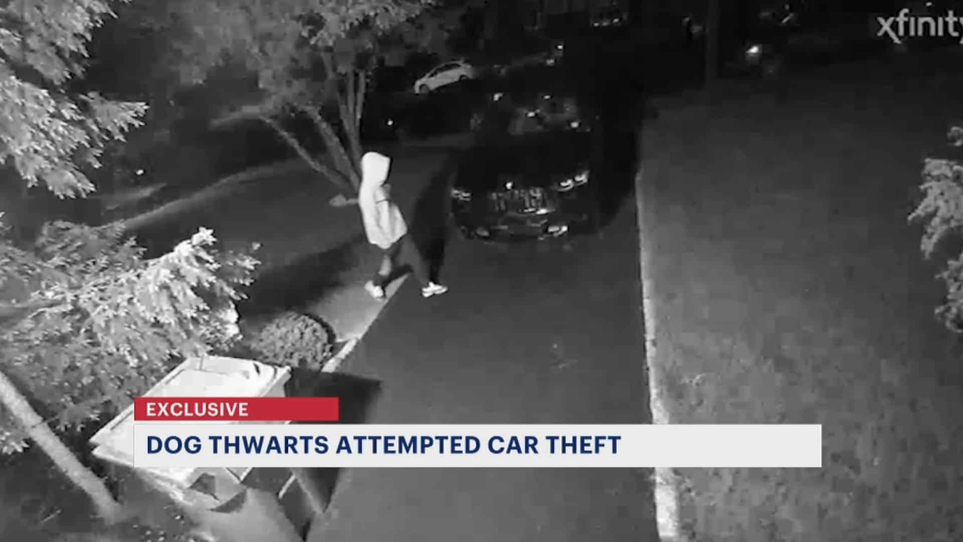 Dog Stops BMW Thieves