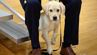 Therapy dog named 'Iceman' joins Palm Beach County Sheriff's Office