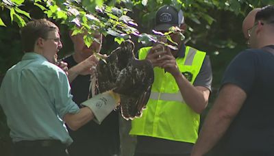 Dramatic rescue: Tree cutter saves bird of prey entangled high in Roswell