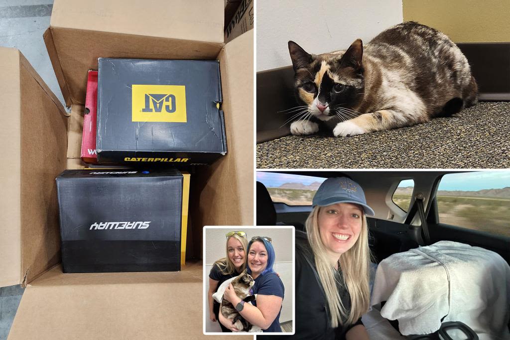 Couple accidentally ships pet cat in Amazon return box, stunning warehouse worker