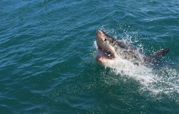 Great white sharks off South Africa's coast are protected by law, but not in practice—this needs to change