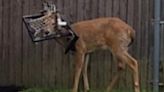 Deer in Upstate New York Freed from Hockey Net Stuck on Head for Two Weeks | News Talk 99.5 WRNO | Coast to Coast AM with George Noory