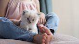 Ragdoll Kitten Wags Tail Just Like a Puppy and It's Too Cute