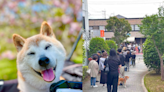 迷因柴犬Kabosu追悼會500粉絲排成人龍 銅像旁擺滿鮮花