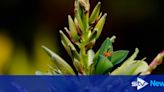 Rare ‘sapphire tower’ blooms outdoors in Scotland for first time