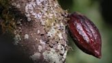 Low prices, pay delays drive Ghana cocoa farmers to smugglers