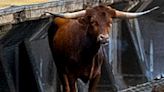 Escaped Bull 'Ricardo' Begins New Life After Snarling NJ Train Travel