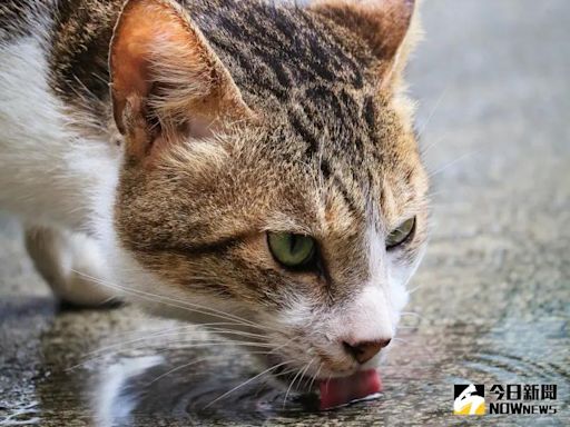 飼料疑釀貓低血鉀！送驗結果25日出爐