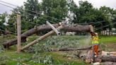 Know who is responsible for hauling away dangerous tree limbs