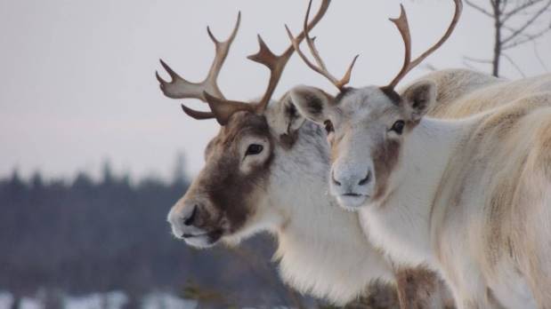 Quebec pledges millions to protect vulnerable caribou, but still no timeline