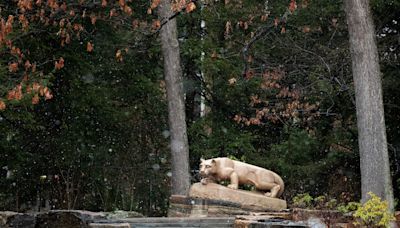 Football lettermen sweep Penn State trustee elections