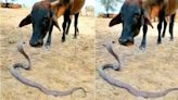 「蛇與牛」面對面溫馨互動 動物界奇蹟讓印度林務局官員看傻眼