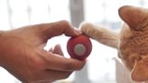 Keep your cat happy with this Memorial Day treat: the interactive Cheerble Ball for $22