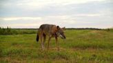 Environmental group sues feds over lack of protection for red wolves