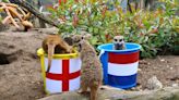 'Mystic' Meerkats 'predict' England will beat Netherlands in Euro 2024 semi-final