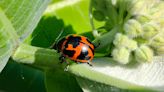 Several colorful insect species live on milkweed plants, not just monarchs