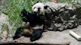 3 of the 7 last remaining pandas in US will be returned to China sooner than expected