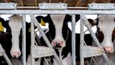 Dairy worker bird flu case shows need for protective gear, US CDC study shows