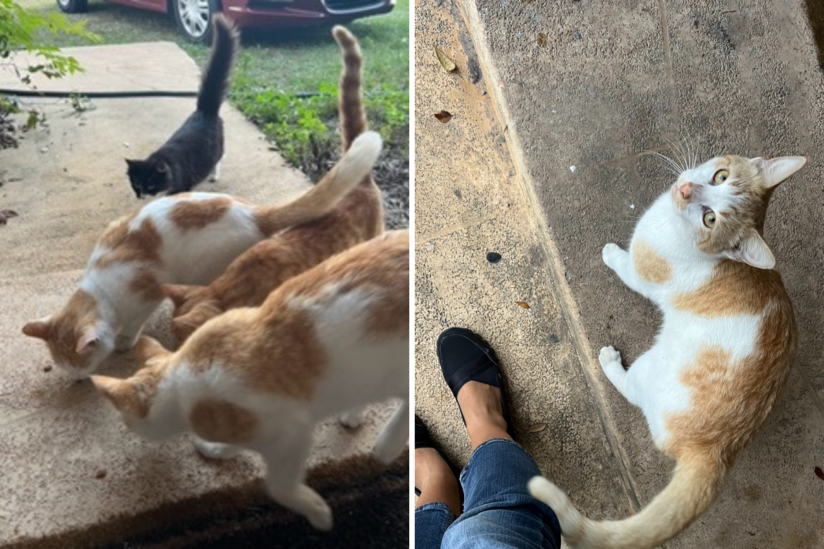 Man feeds stray cat once, now he has a problem: "Excuse me"