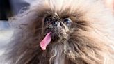 'World's ugliest dog' is a long-tongued frizz-ball called Wild Thang