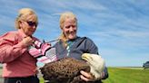 'I have to stop. It's a bald eagle': Vet, friends rescue rare bird injured along highway