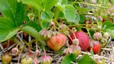 Say goodbye to strawberry season: Dry weather continues to affect Northeast Ohio's farms