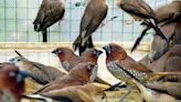 Over 700 endangered birds rescued from smugglers’ net