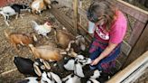 'UnforGOATable experience' at Legacy Lane Farm: Where goats eat poison ivy and do yoga