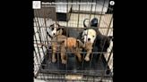 Would a ban on the sale of puppies & kittens in Lexington force pet stores to close?