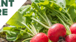 How to Grow Radishes (in the Ground, in Raised Beds, or in Containers)