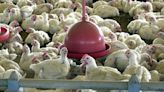 Brasil suspende exportação de carne de aves após doença de Newcastle ser identificada no RS