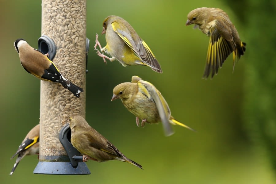 Birds in Champaign vs birds in Urbana? Study shows differences among twin cities