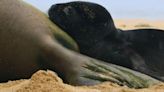 Meet ‘Pa’aki’ — the playful monk seal pup born on May Day