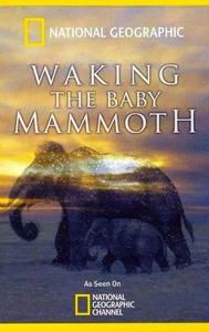 Waking the Baby Mammoth