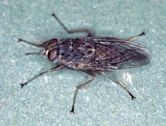 Tsetse fly