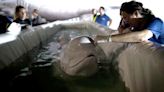 Beluga Whales Rescued From War-Torn Ukraine Find Safe Haven In Spain